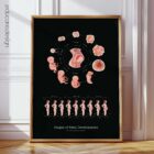 Stages of Fetal Development anatomy chart for clinics