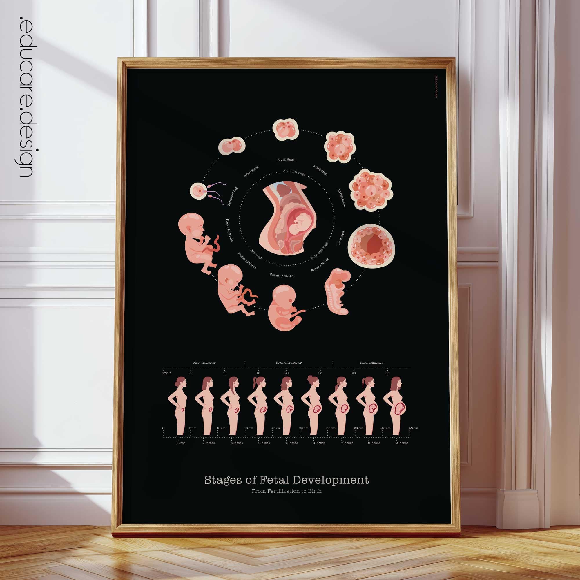 Stages of Fetal Development Anatomy Chart, Black Edition