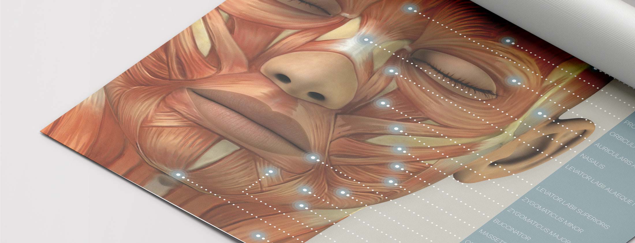 Anatomy & Physiology Artworks and charts