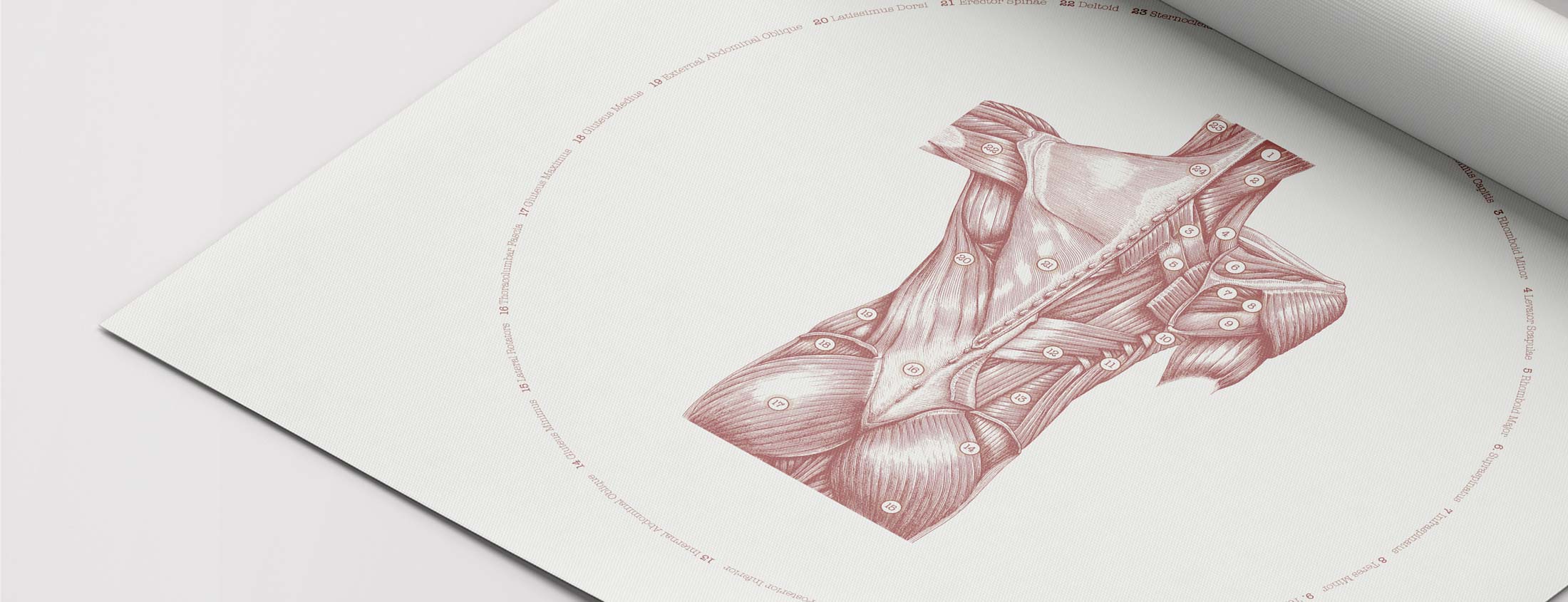 Vintage anatomy with a modern twist!