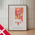 Kvindelige Reproduktive System anatomidiagram til klinikker