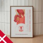 Mandlige Reproduktive System anatomidiagram til klinikker