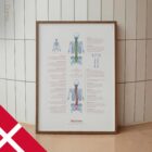 Skoliose og Muskuloskeletale Lidelser anatomidiagram til klinikker