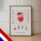 Spijsverteringssysteem en Structuur van het Maag-darmkanaal anatomisch diagram voor praktijken en klinieken