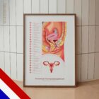 Vrouwelijk Voortplantingssysteem anatomisch diagram voor praktijken en klinieken