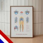 Mechanisme van Ischias anatomisch diagram voor praktijken en klinieken