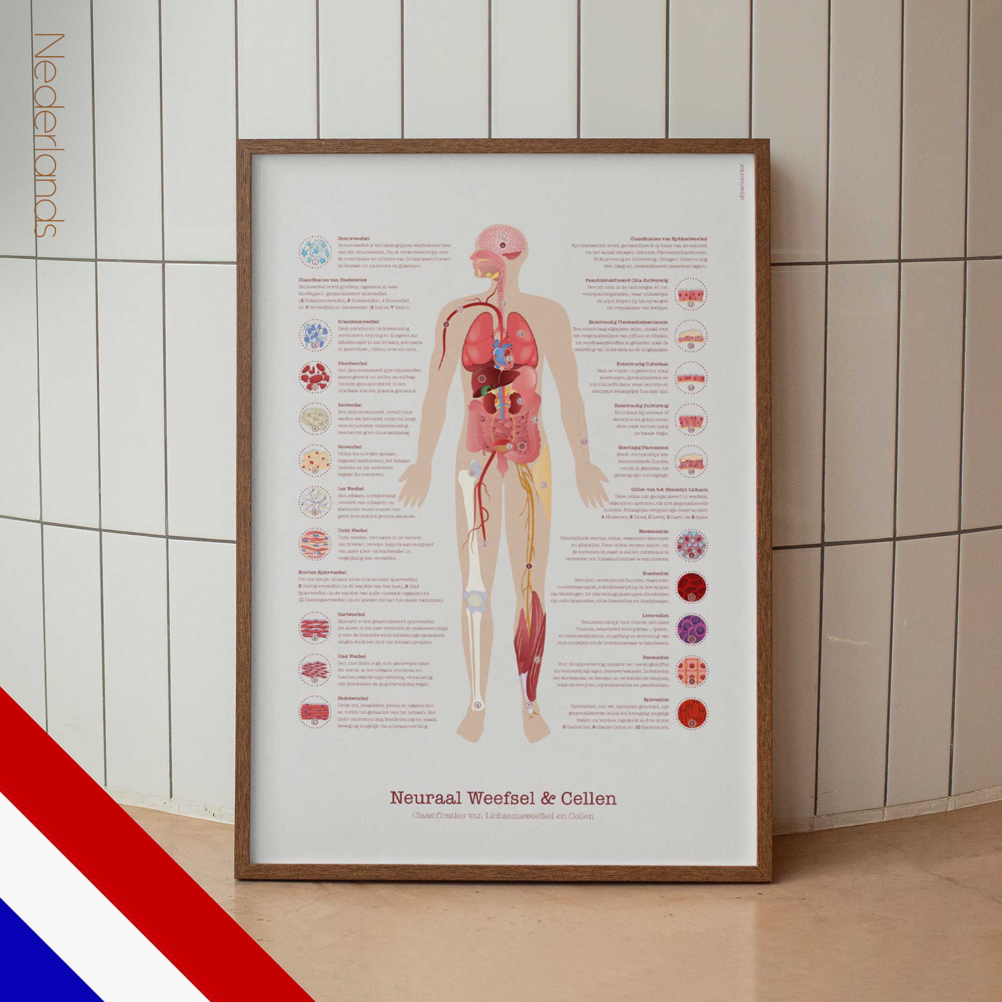 Neural Tissue and Cells