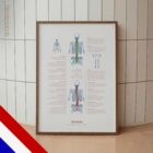 Scoliose en Musculoskeletale Aandoeningen anatomisch diagram voor praktijken en klinieken