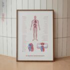 Système Cardiovasculaire avec Structure du Cœur et Flux Sanguin planche anatomique pour cabinets et cliniques