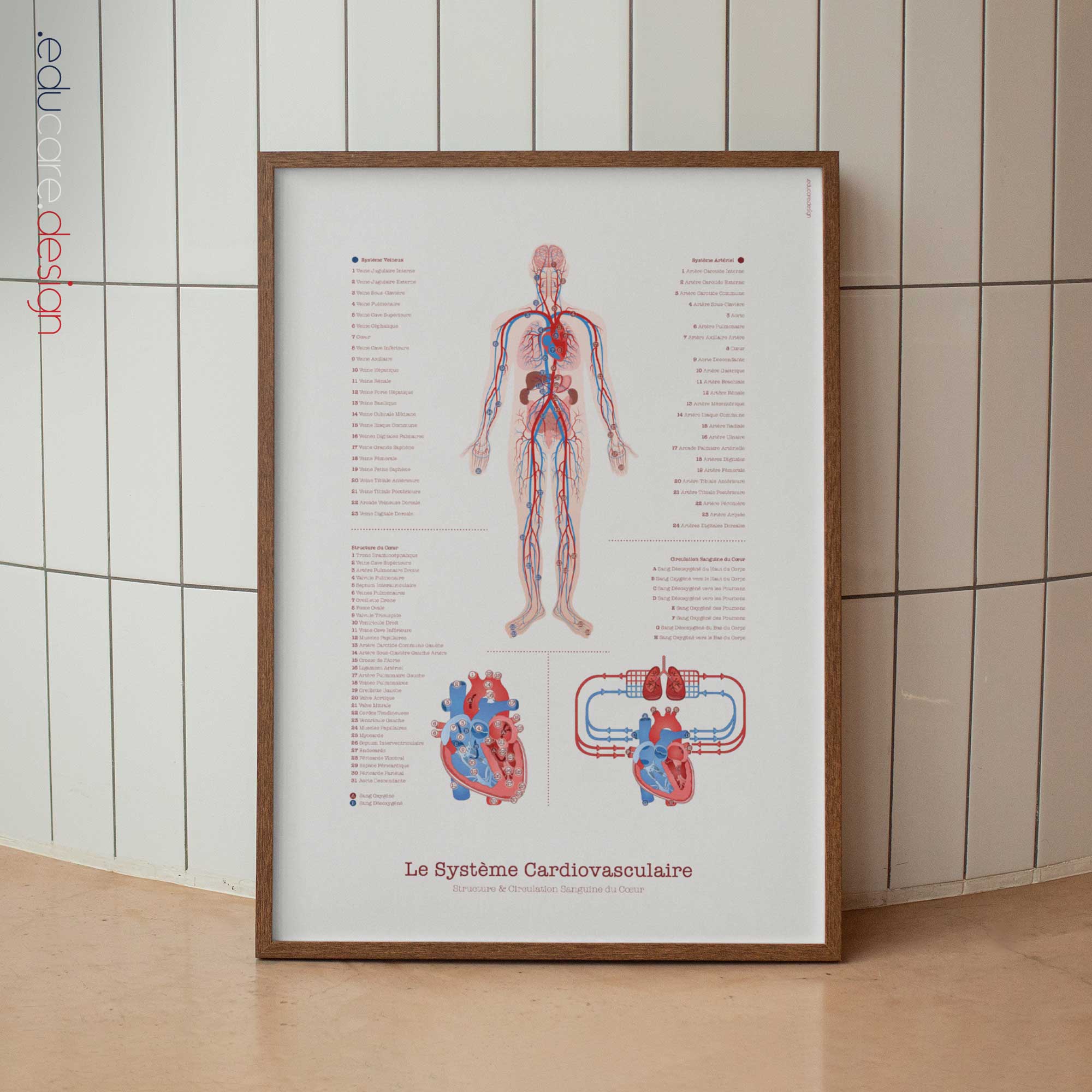 Système Cardiovasculaire avec Structure Cardiaque et Flux Sanguin
