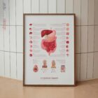Système Digestif et Structure du Tractus Gastro-intestinal planche anatomique pour cabinets et cliniques