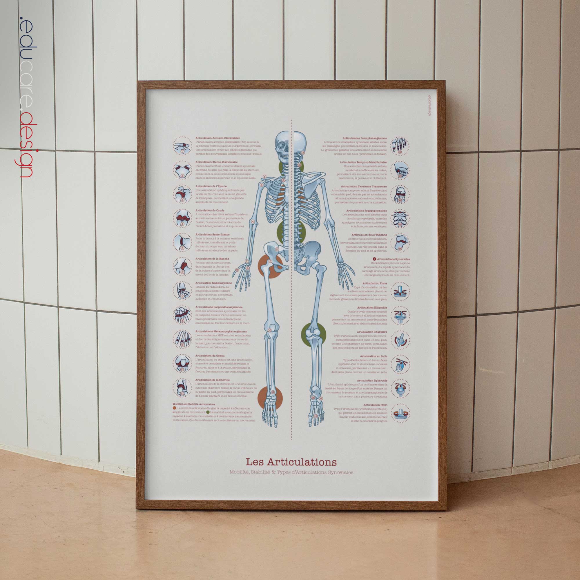 Anatomie des articulations humaines avec mobilité, stabilité et articulations synoviales.