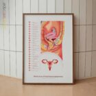 Weibliches Reproduktionssystem Anatomie-Chart für Praxen und Kliniken