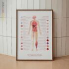 Nervengewebe und Zellen Anatomie-Chart für Praxen und Kliniken