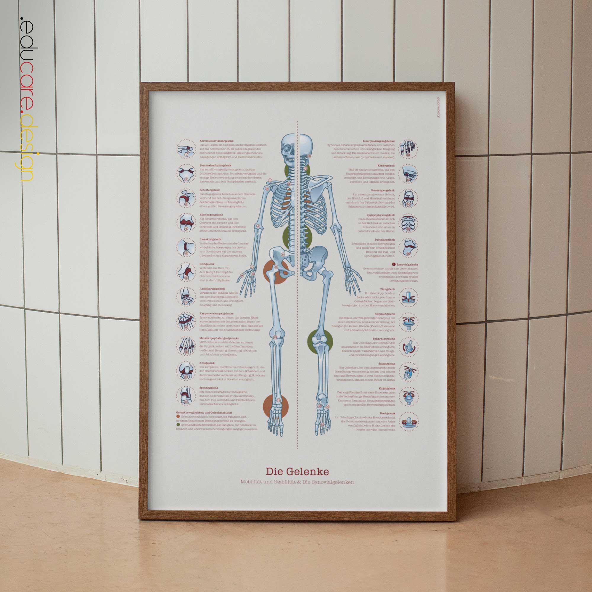 Anatomie der menschlichen Gelenke mit Beweglichkeit, Stabilität und Synovialgelenken.