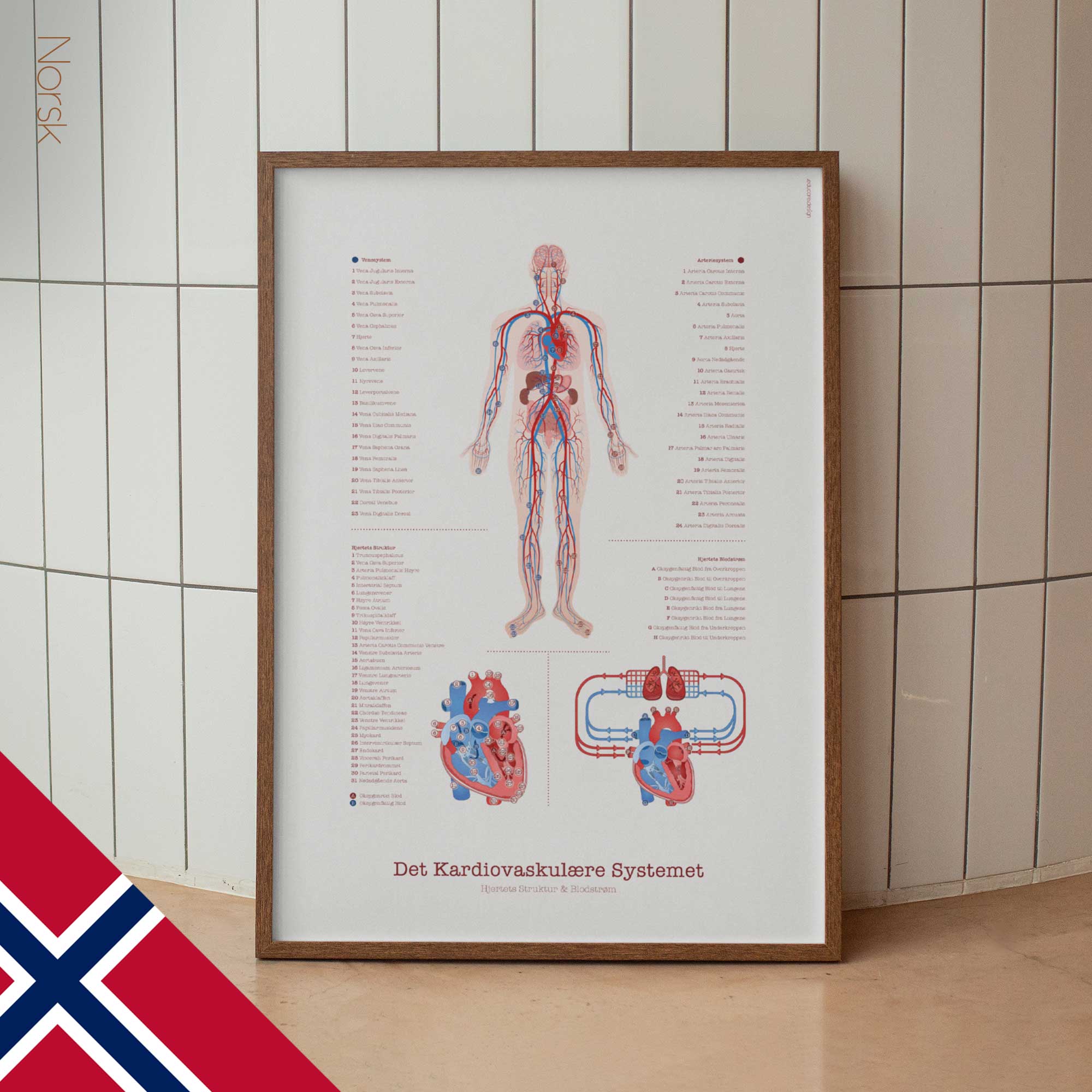 norsk Cardiovascular System