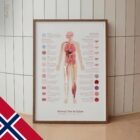 Nervevev og Celler anatomidiagram for klinikker