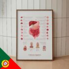 Sistema Digestivo e Estrutura do Trato Gastrointestinal diagrama anatómico para clínicas e consultórios