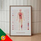 Tecido Neural e Células diagrama anatómico para clínicas e consultórios