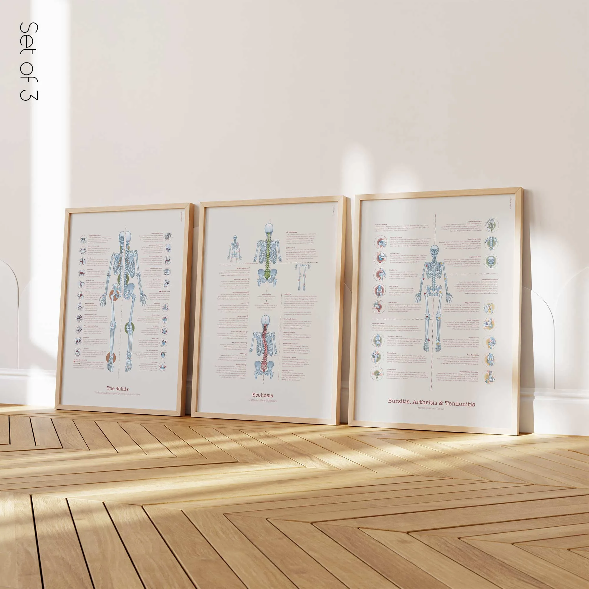 Anatomy Set on sale