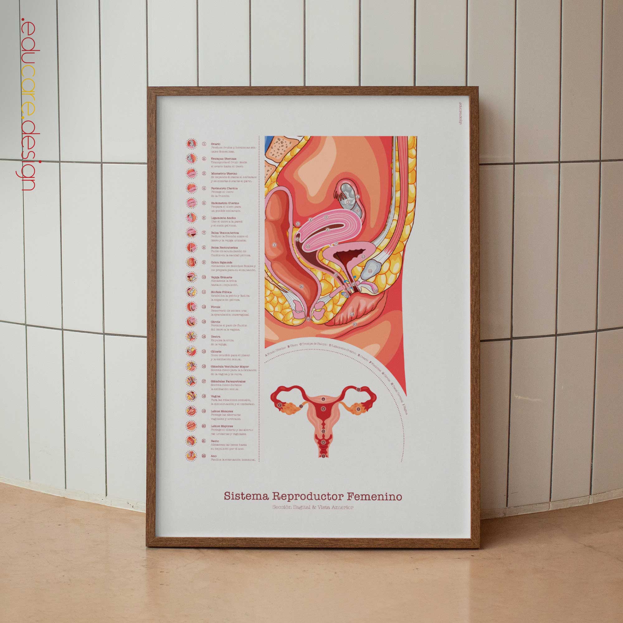 Sistema Reproductor Femenino