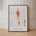 Tejido Nervioso y Células lámina anatómica para clínicas y consultas