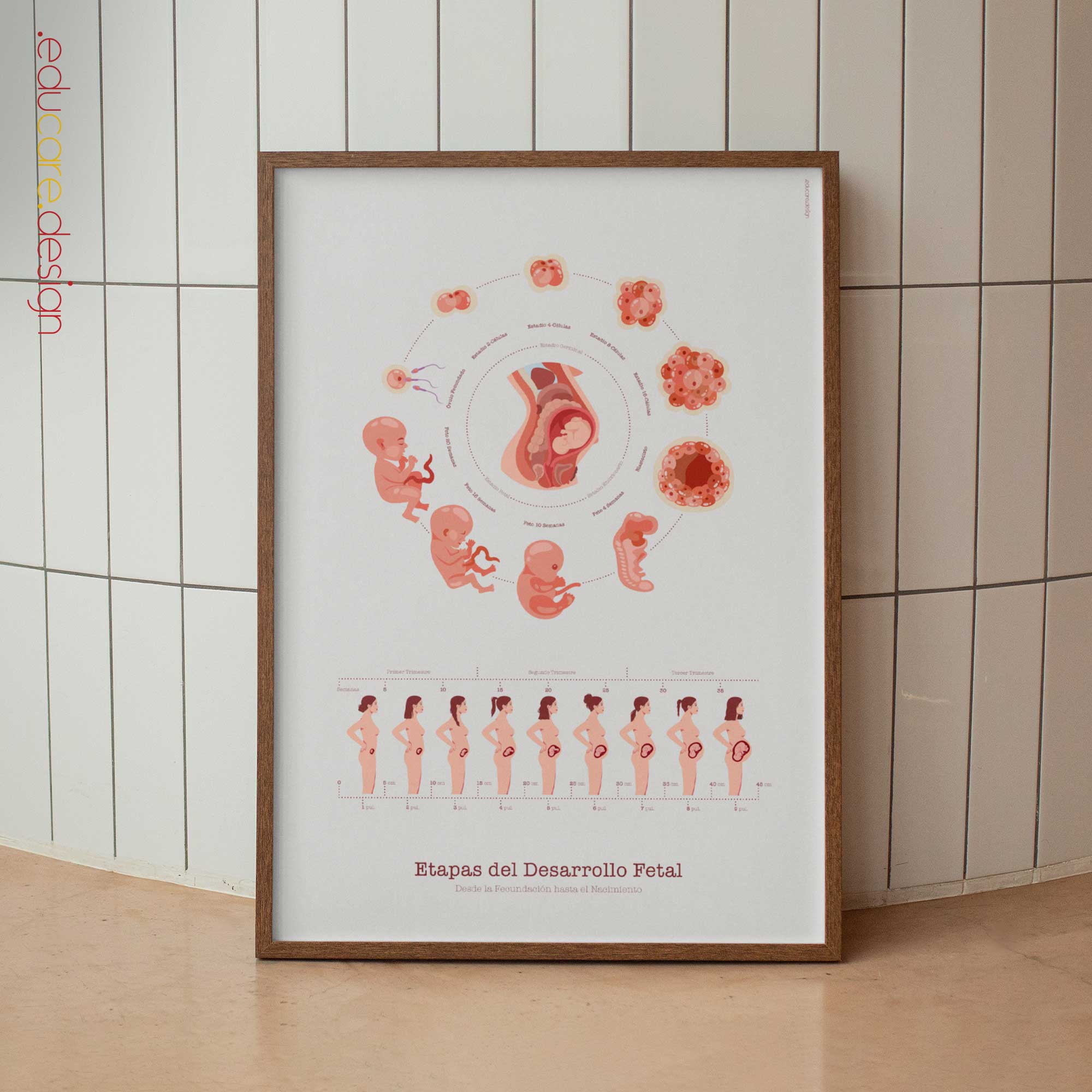 Etapas del Desarrollo Fetal