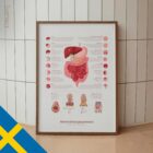 Matsmältningssystemet och Mag-tarmkanalens Struktur anatomidiagram för kliniker