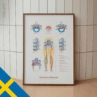 Mekanismen bakom Ischias anatomidiagram för kliniker