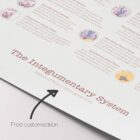 Integumentary System anatomy chart for clinics