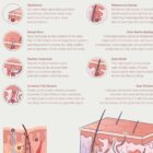 Integumentary System anatomy chart for clinics