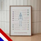 Bursitis, Artritis en Tendinitis anatomisch diagram voor praktijken en klinieken