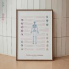 Borsite, Artrite e Tendinite tavola anatomica per studi e cliniche