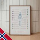 Bursitt, Artritt og Tendinitt anatomidiagram for klinikker