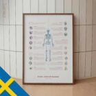 Bursit, Artrit och Tendinit anatomidiagram för kliniker