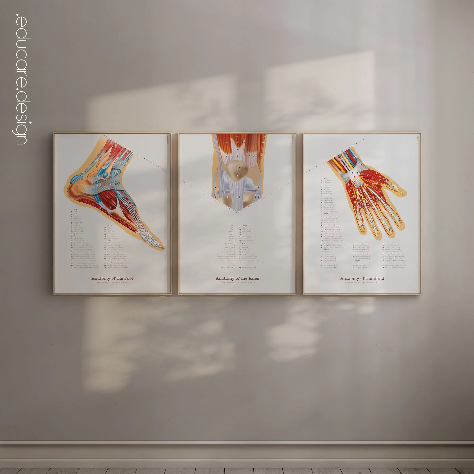 Foot, Knee and Hand Anatomy Set anatomy chart for clinics