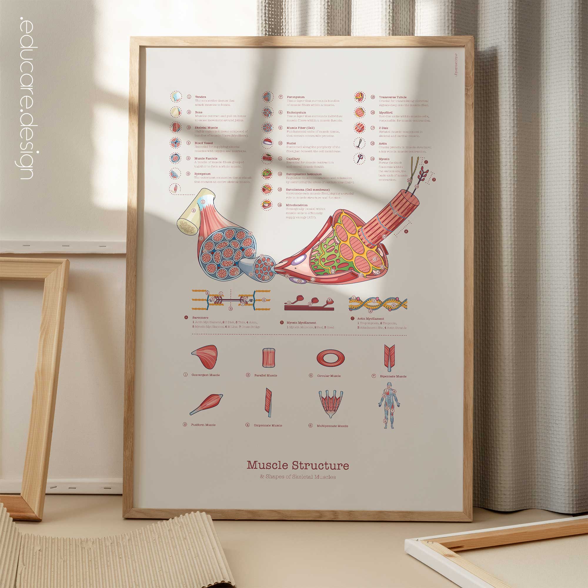 Muscle Structure and Shapes of Skeletal Muscles