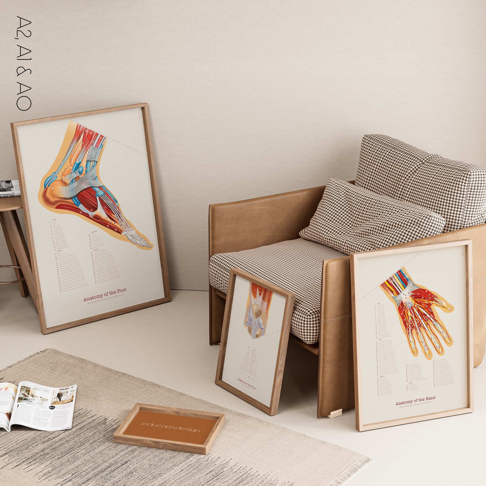 Ensemble d'Anatomie du Pied, du Genou et de la Main