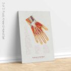 Foot, Knee and Hand Anatomy Set anatomy chart for clinics