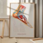 Foot, Knee and Hand Anatomy Set anatomy chart for clinics