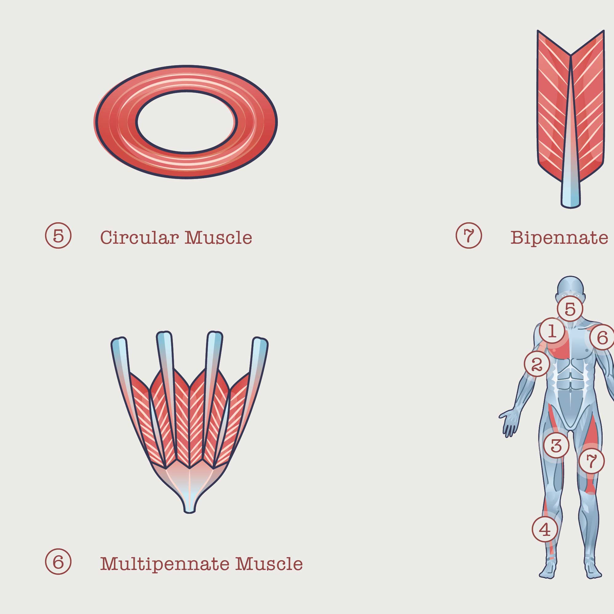 In Shape Muscules 11 Muscle Structure and Shapes of Skeletal Muscles