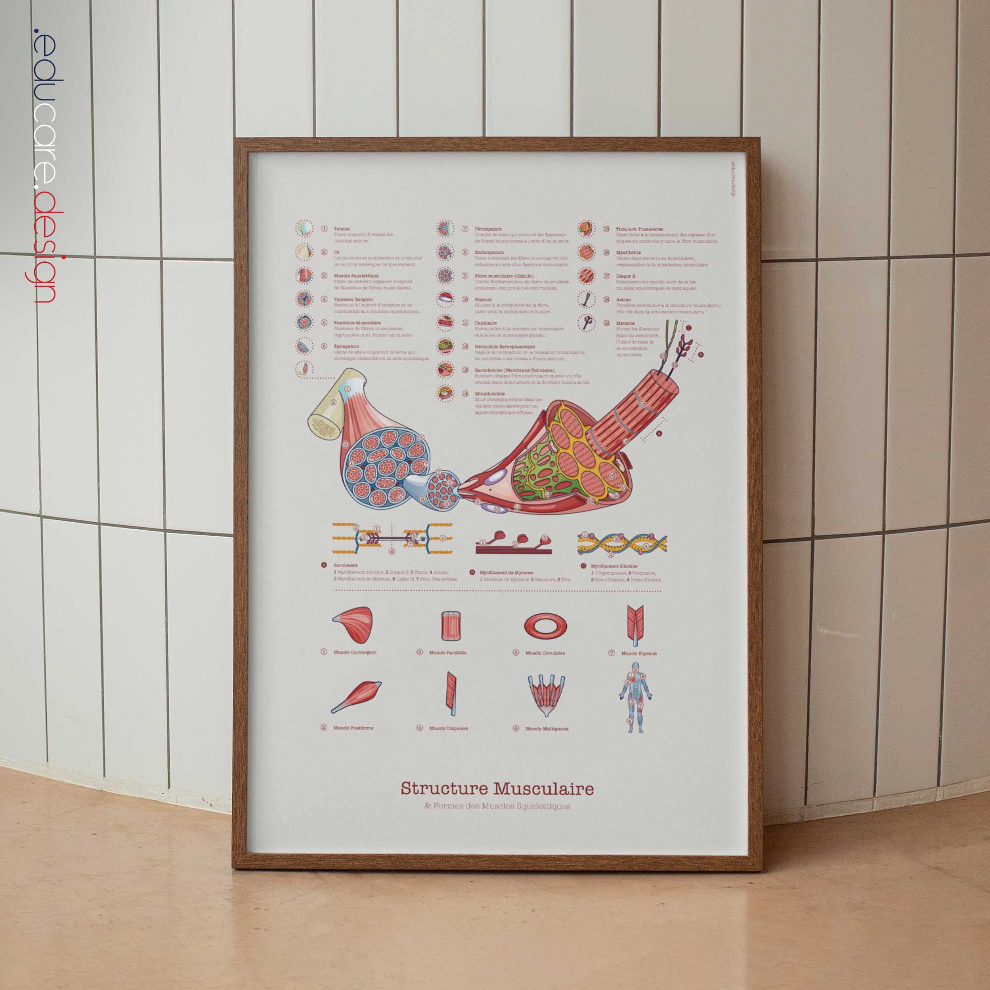 Structure Musculaire et Formes des Muscles Squelettiques