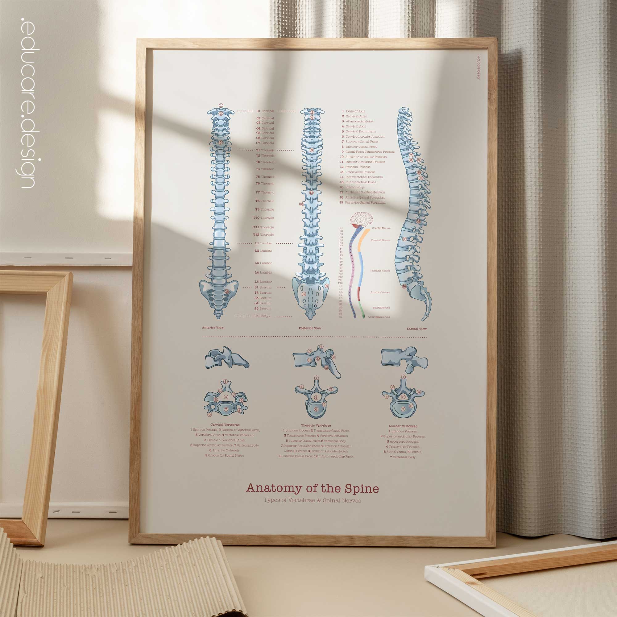 Anatomy of the spine with types of vertebrae and spinal nerves