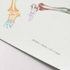 After Physiotherapy anatomy chart for clinics