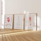 Our Physiological Levels anatomy chart for clinics