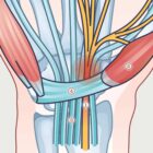 Carpal Tunnel Syndrome with Diagnosis and Exercises anatomy chart for clinics