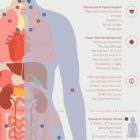 Fibromyalgia with Hormonal and Nervous System Connections