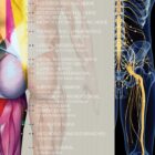 Spinal Nerves Set anatomy chart for clinics