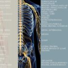 Spinal Nerves Set anatomy chart for clinics