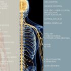 Spinal Nerves Set anatomy chart for clinics